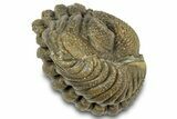 Wide Enrolled Morocops Trilobite - Morocco #323201-2